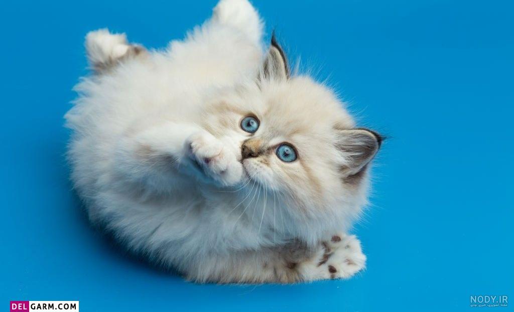 ۴۰ عکس گربه کیوت و ملوس ۱۴۰۳ برای پروفایل و عکس گربه باکیفیت برای بکگراند و