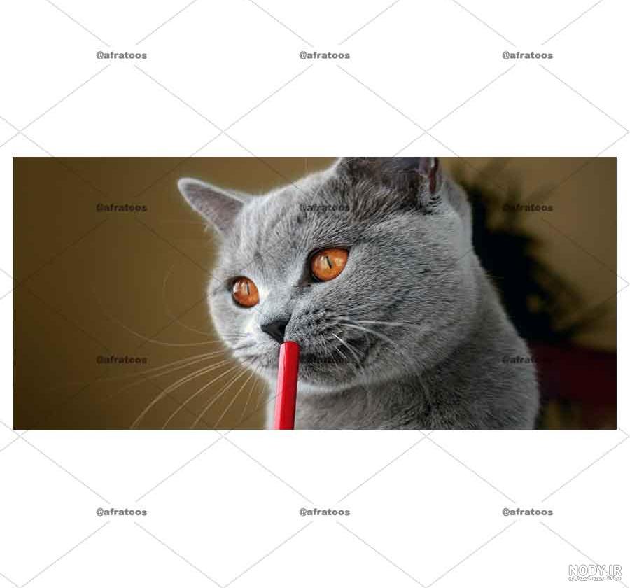 ۴۰ عکس گربه کیوت و ملوس ۱۴۰۳ برای پروفایل و عکس گربه باکیفیت برای بکگراند و
