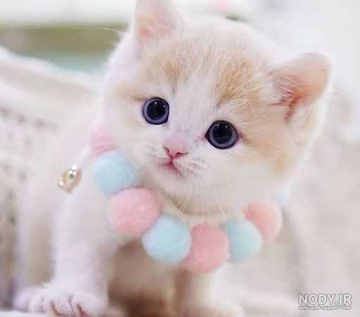 ۵۰ عکس گربه بامزه و دوست داشتنی برای پروفایل