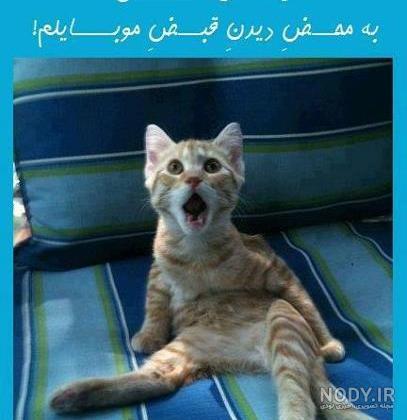 ۸ روشی که گربه‌ها علاقه خود را به شما نشان می‌دهند | دنیای حیوانات