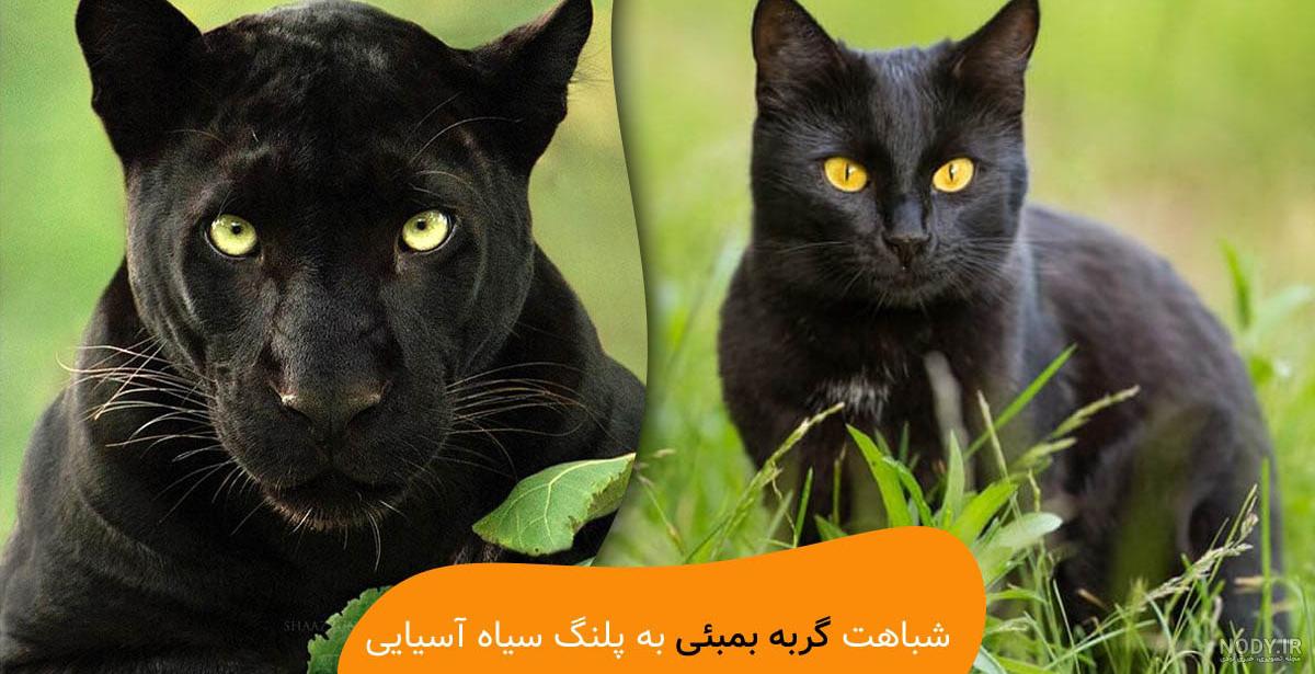 عکس خفن عکس گربه پلنگی