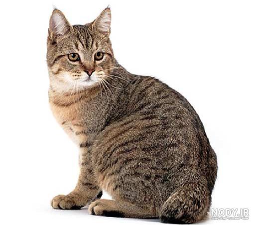 عکس گربه بنگال