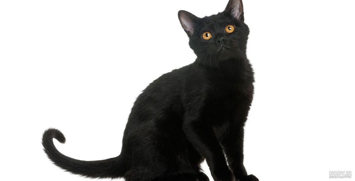 عکس گربه مشکی فانتزی