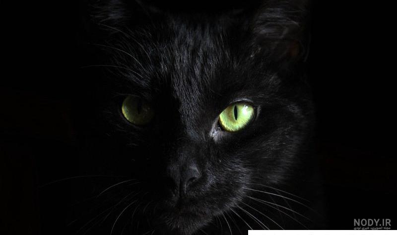 عکس گربه مشکی فانتزی