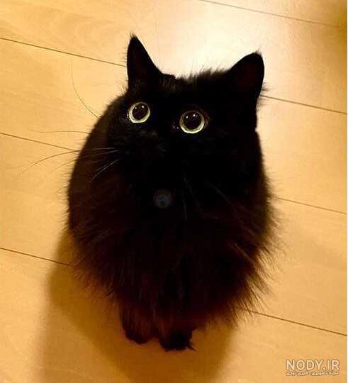 عکس گربه مشکی فانتزی