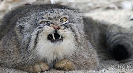 عکس گربه بنگال