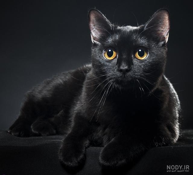 عکس گربه مشکی فانتزی