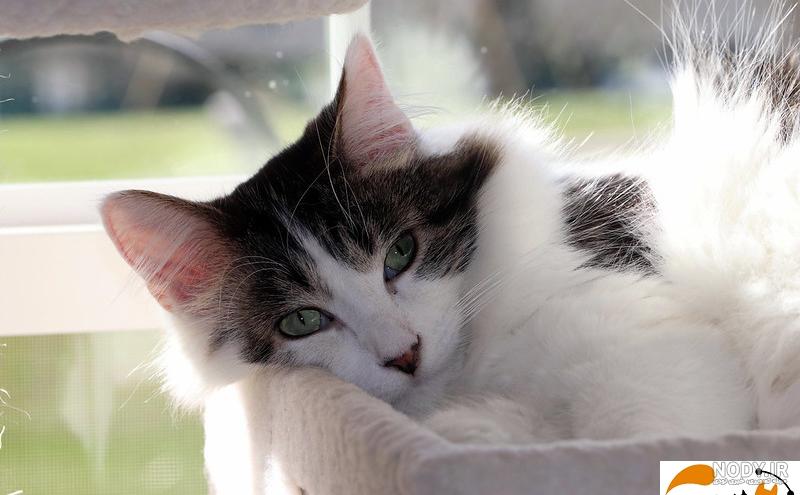 عکس گربه بنگال