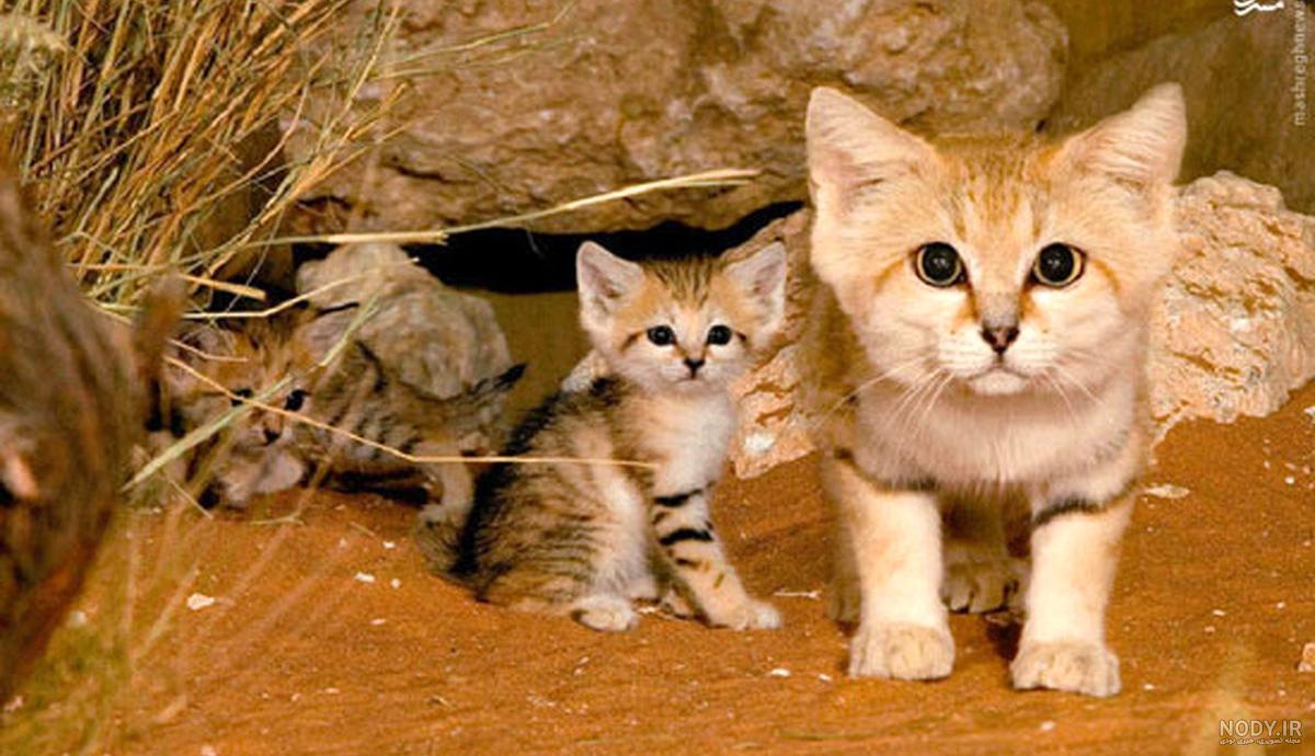 عکس گربه پلنگی