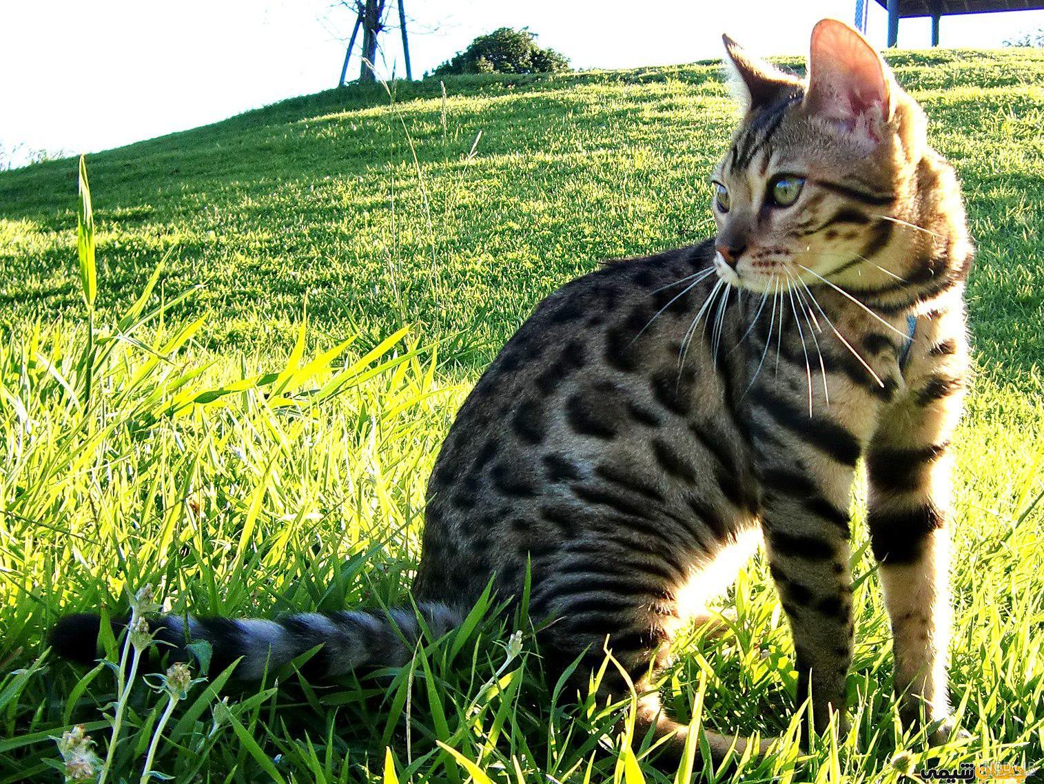 عکس گربه بنگال