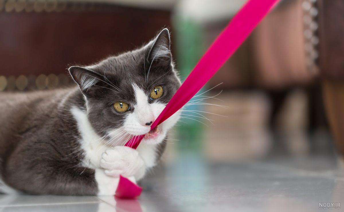 عکس گربه بنگال