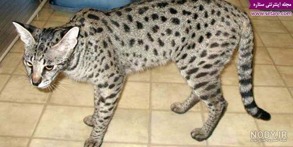 عکس گربه بنگال