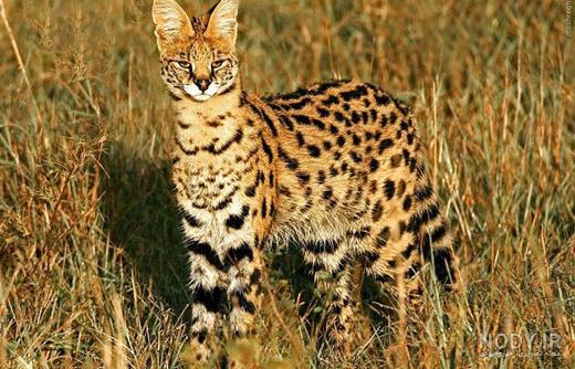 عکس گربه بنگال