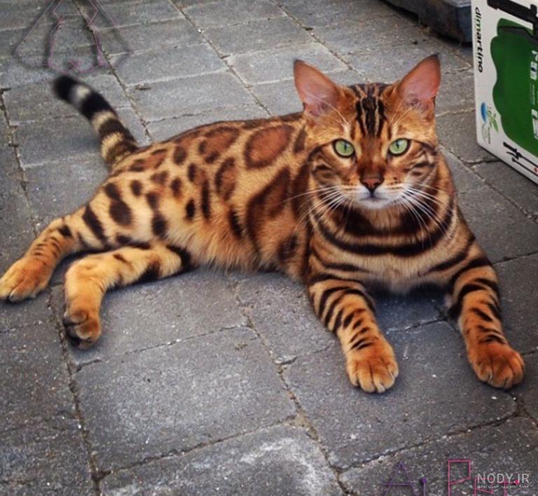 عکس گربه بنگال