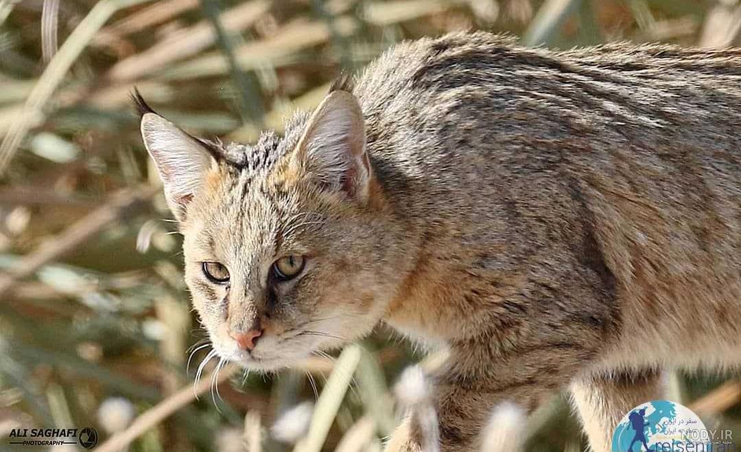 19 عکس باورنکردنی از گربه های وحشی که تا کنون ندیده اید !