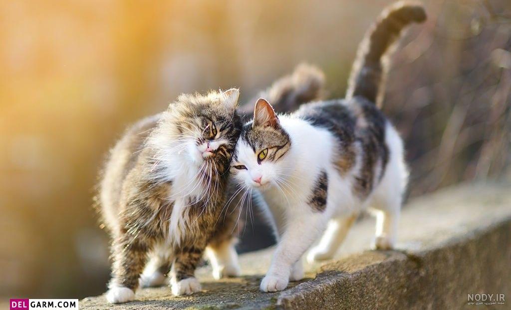 30 عکس پروفایل گربه های بانمک و دوست داشتنی