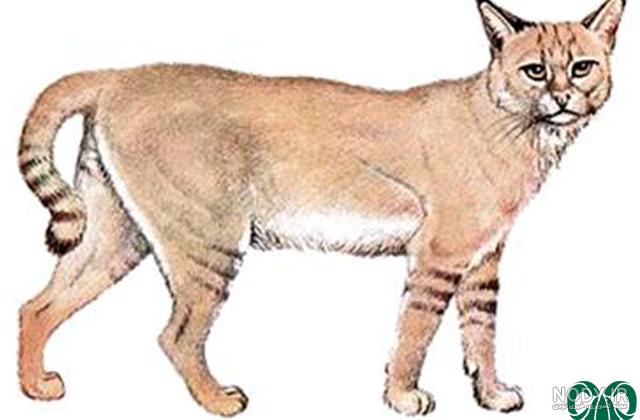 12 گونه گربه وحشی + تصاویر