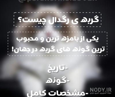 آشنایی با گربه نژاد رگدال | وبلاگ باران‌پت