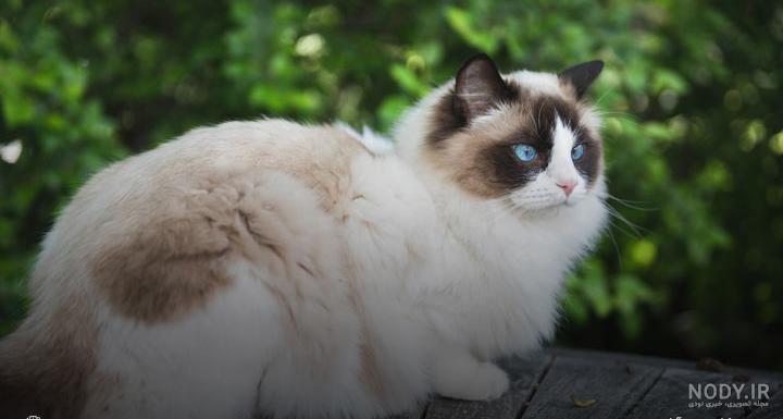 اسمارت بج | گربه | Ragdoll