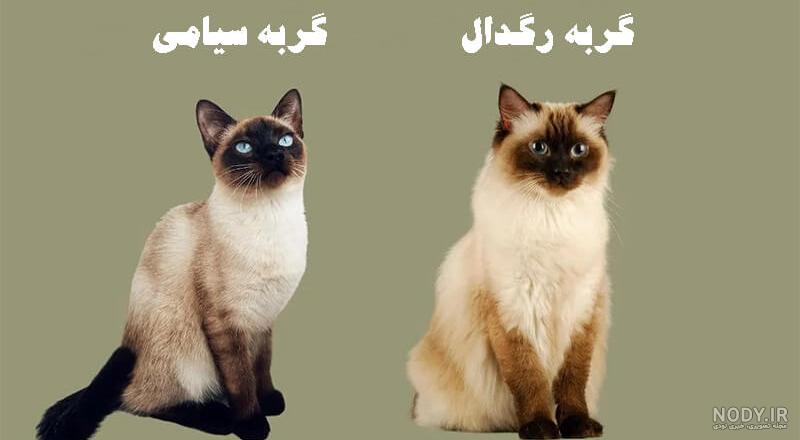 اسمارت وت