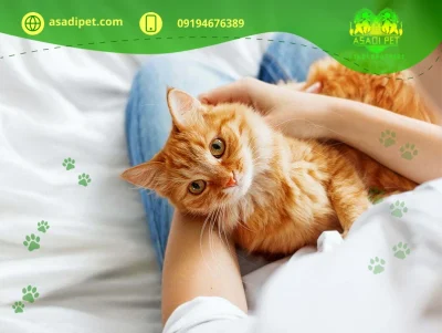 اطلاعات کلی درباره گربه - گروه تولیدی یادگار اطلاعات کلی درباره گربه - گروه تولیدی یادگار