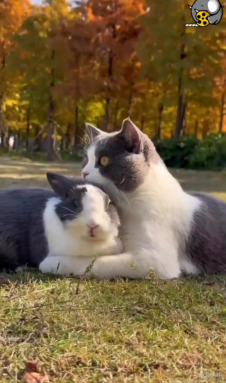 بازی و دوستی بچه گربه با خرگوش های کوچک