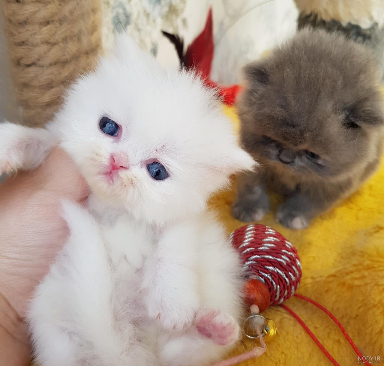 بچه گربه خاکستری کوچک در پس زمینه سفید 1070157 بچه گربه خاکستری کوچک در پس زمینه سفید 1070157