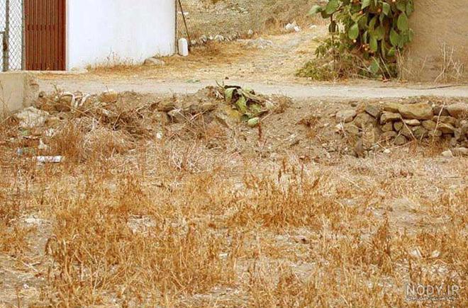 جواب معمای گربه را در عکس پیدا کنید جواب معمای گربه را در عکس پیدا کنید