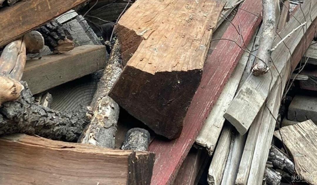 جواب معمای گربه را در عکس پیدا کنید - عکس نودی جواب معمای گربه را در عکس پیدا کنید - عکس نودی