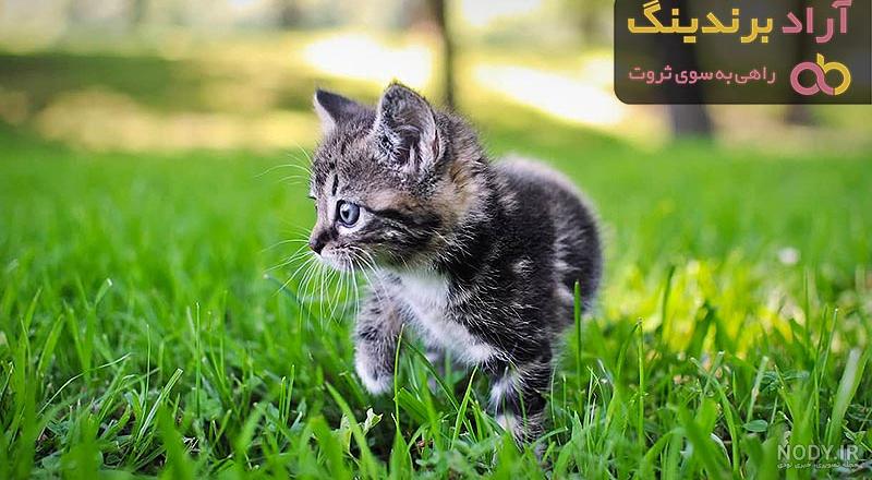 خرید گربه و فروش گربه، بهترین قیمت با تضمین سلامت گربه ها | پارسیان کت 🐈️
