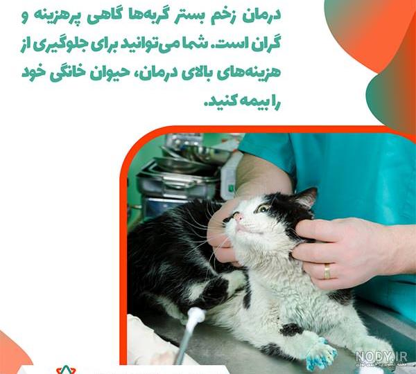 دلیل زخم شدن دور دهان گربه - کلینیک دامپزشکی لبخند حیوانات دلیل زخم شدن دور دهان گربه - کلینیک دامپزشکی لبخند حیوانات