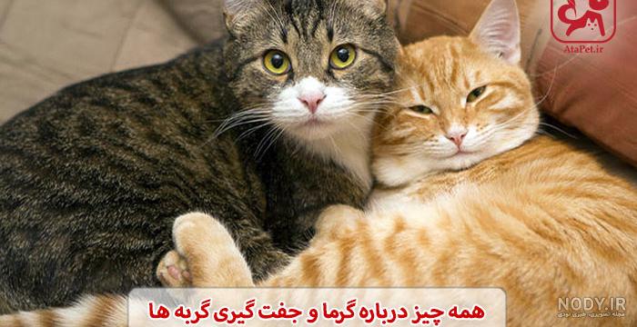 ست پروف گربه ای - عکس ویسگون