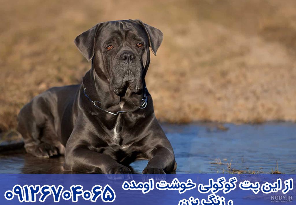 سگ کن کورسو استانداردها اصالت مراقبت و نگهداری نژاد بروزترین نکات سگ کن کورسو استانداردها اصالت مراقبت و نگهداری نژاد بروزترین نکات