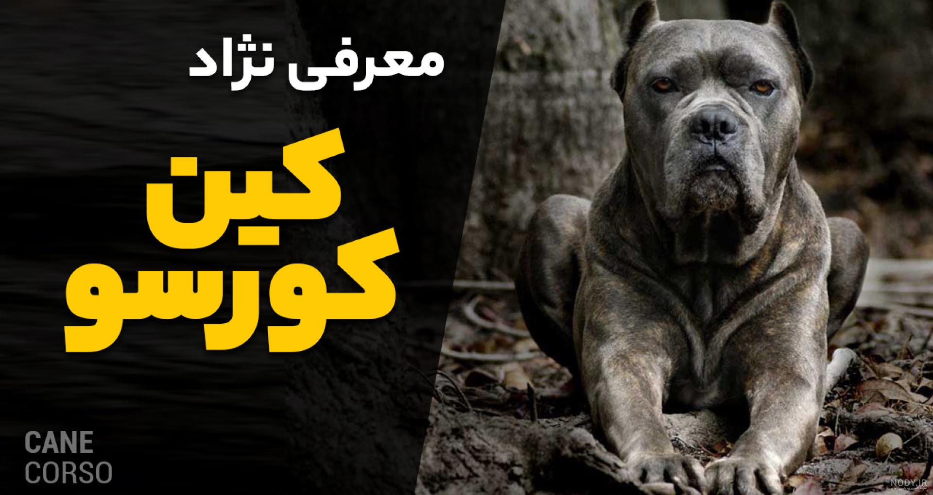 سگ کن کورسو: معرفی کامل نژاد، خصوصیات و مراقبت ها - وتوریا