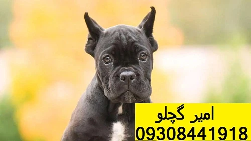 سگ های کین کورسو سگ های کین کورسو