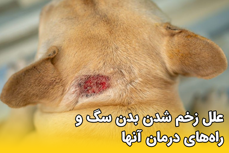 شایع ترین اختلالات و بیماری های پوستی گربه | پت شاپ آنلاین پت استور شایع ترین اختلالات و بیماری های پوستی گربه | پت شاپ آنلاین پت استور