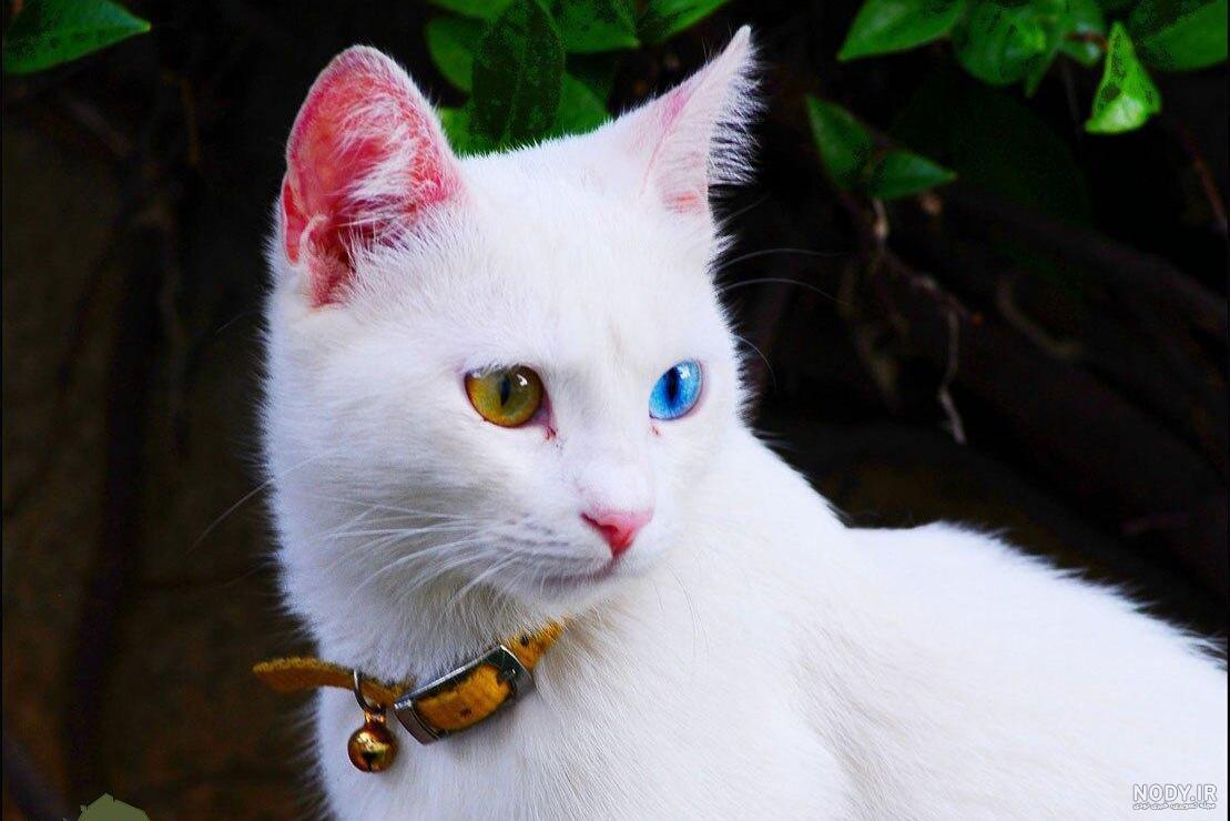 علائم حساسیت پوستی به گربه - کیوت مگ | CuteSkin علائم حساسیت پوستی به گربه - کیوت مگ | CuteSkin