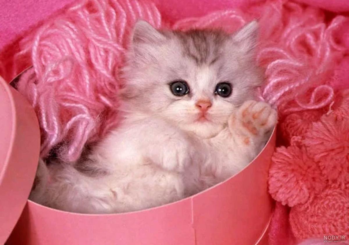 عکس از بچه گربه های ناز عکس از بچه گربه های ناز