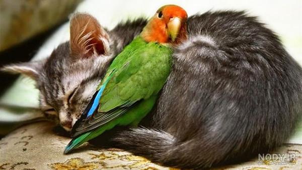عکس بچه گربه های ناز عکس بچه گربه های ناز