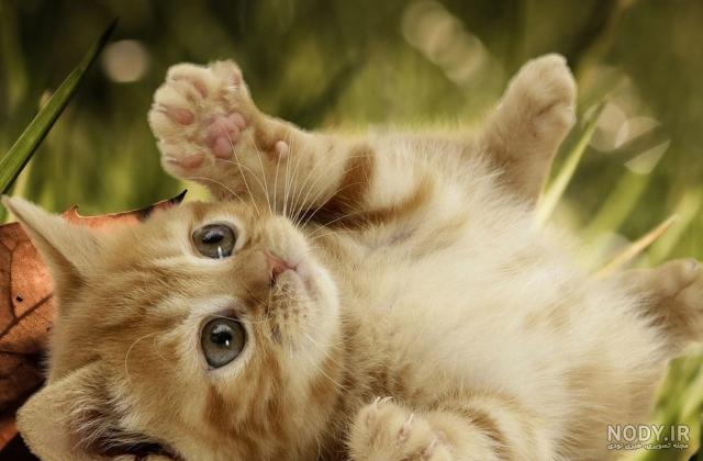 عکس بچه گربه های ناز نازی عکس بچه گربه های ناز نازی