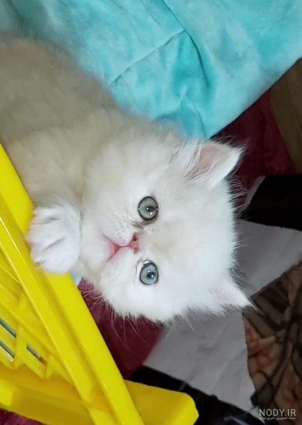 عکس بچه گربه های پرشین