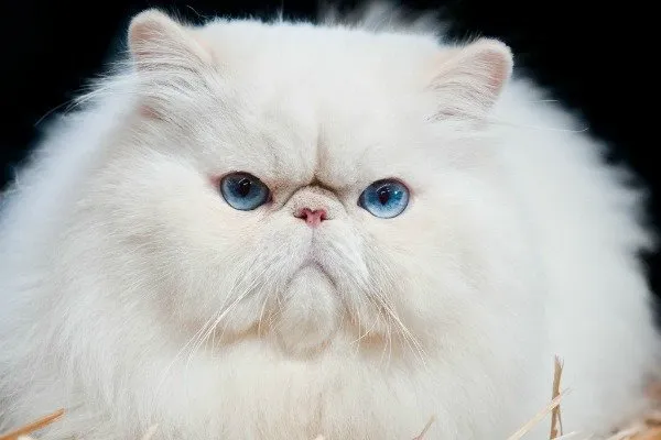 عکس بچه گربه چشم آبی
