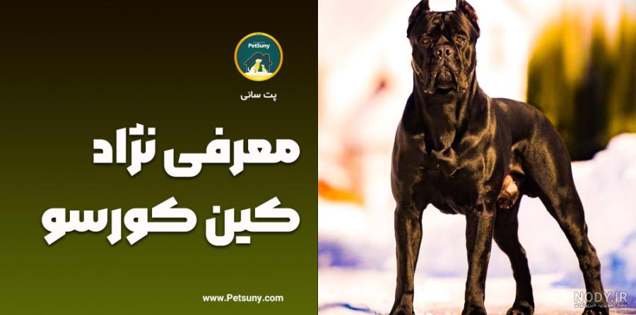 عکس توله سگ کن کورسو