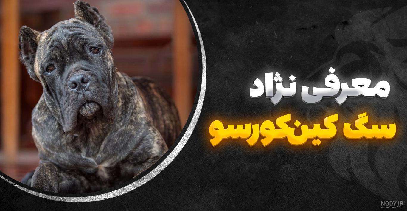 عکس توله کن کورسو