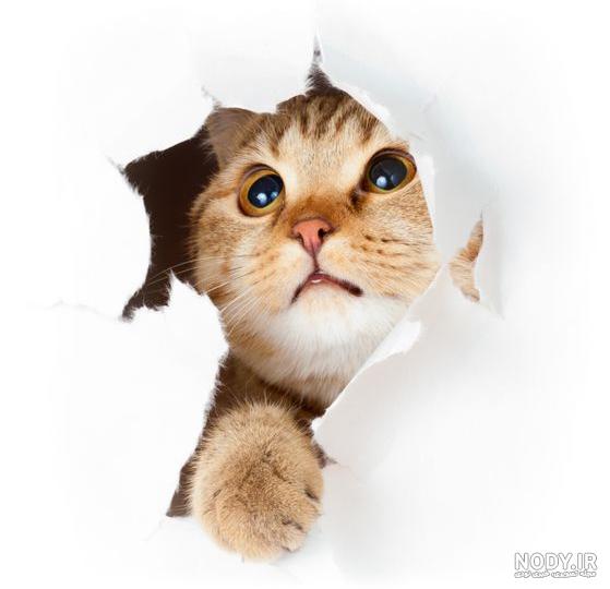 عکس حرفه ای گربه کیوت بامزه با ژست جذاب و دوست داشتنی