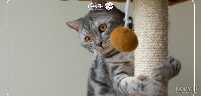 عکس حرفه ای گربه کیوت بامزه با ژست جذاب و دوست داشتنی