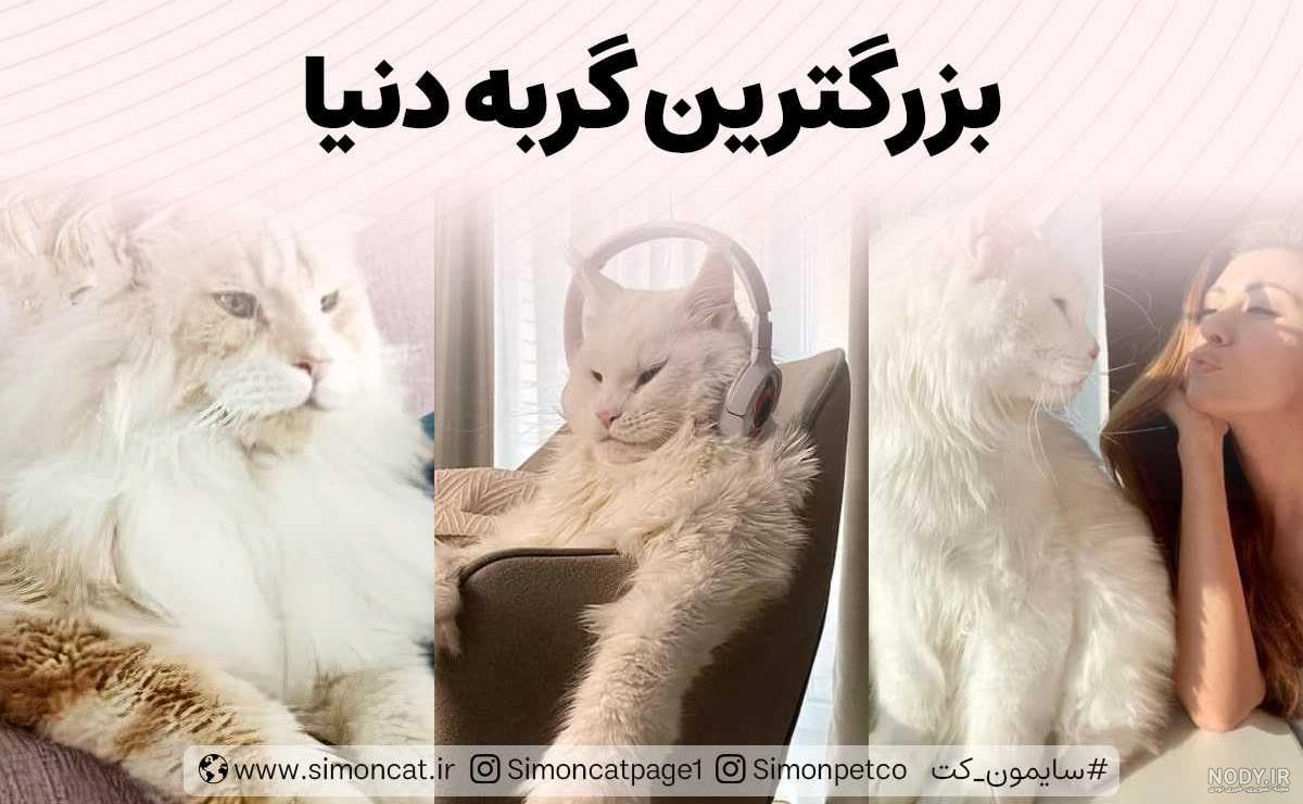 عکس زیبا و بامزه از محبت سگ و گربه
