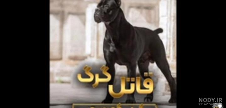 عکس سگ کن کورسو مشکی عکس سگ کن کورسو مشکی