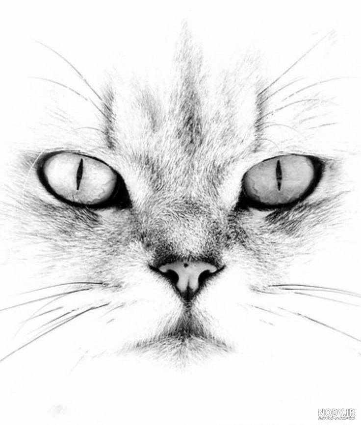 عکس نقاشی گربه سیاه آسان عکس نقاشی گربه سیاه آسان