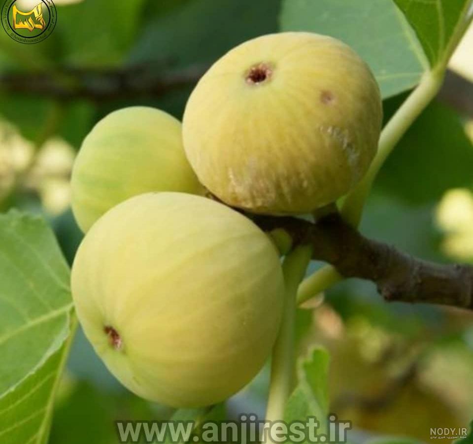 عکس کنه درخت انجیر